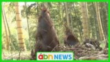 今年は大豊作！豊丘村の竹林園で家族連れがタケノコ掘りに挑戦【長野】