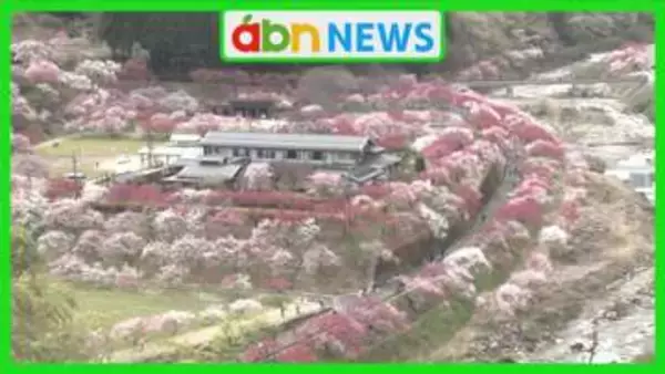 南信州で5000本のハナモモが満開　まるで桃源郷の絶景が広がる温泉郷に多くの人出【長野・阿智村】