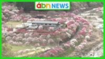 南信州で5000本のハナモモが満開　まるで桃源郷の絶景が広がる温泉郷に多くの人出【長野・阿智村】