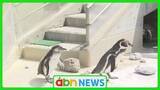 「春のベビーラッシュ到来！背中の産毛が愛らしい！須坂市動物園でフンボルトペンギンのヒナがすくすく成長中【長野】」の画像1