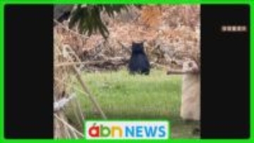 保育園児が散歩中に「クマちゃん」発見　子グマ目撃に地域が警戒強化【長野・小布施町】