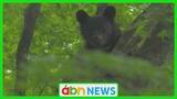 「松本・北アルプス地域でツキノワグマ出没が急増　県が注意報を発令し外出時の警戒を呼びかけ【長野】」の画像1