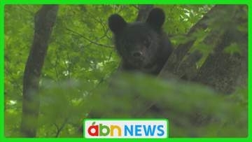 松本・北アルプス地域でツキノワグマ出没が急増　県が注意報を発令し外出時の警戒を呼びかけ【長野】