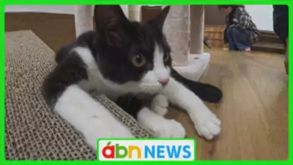 〝にゃん・にゃん・にゃん〟で『猫の日』 ホームセンター内に常設の保護猫譲渡施設オープン【長野・塩尻市】