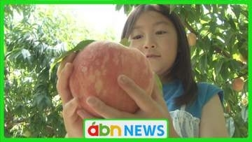 県外からも来訪者続々！豊丘村の観光農園で“もぎたて＆食べ放題”人気の桃狩り体験【長野】