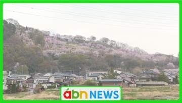 1500本の桜が織りなす桃色の絶景　飯綱山公園で桜が例年より10日早く見頃に【長野・小諸市】