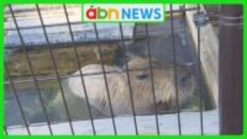 「カピバラ温泉」今年も登場！湯船につかって冬を乗り切る【長野・須坂市】