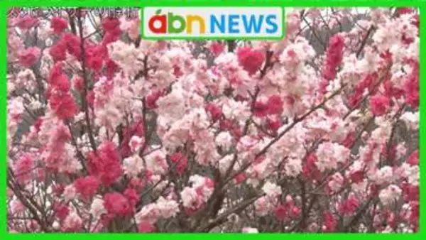 昼神温泉の約200本のハナモモが満開 春の訪れを告げる華やかな景色が広がる【長野・阿智村】