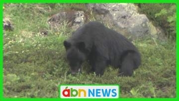クマよけスプレー噴射で追い払うも…登山中にクマ2頭に遭遇 30歳男性軽傷【長野・千曲市】