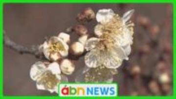 南信州特産・竜峡小梅が開花　春を感じる白い花が地域に彩り【長野・飯田市】