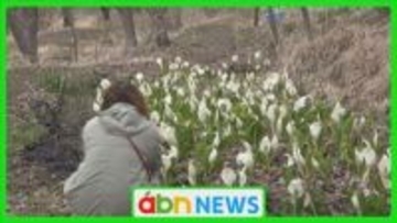20年前の「おもいつき」から始まった春の風物詩　農園に2000株ミズバショウが咲き誇る【長野・佐久市】