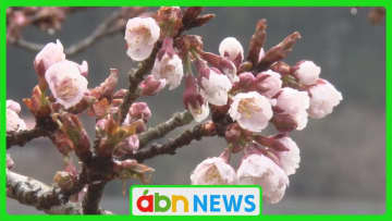 信州最南端から春の便り　県内最速で咲くカンザクラが雨に濡れて淡く花開く【長野・天龍村】