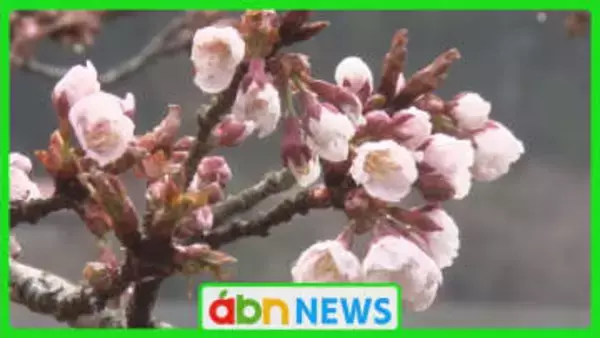 信州最南端から春の便り　県内最速で咲くカンザクラが雨に濡れて淡く花開く【長野・天龍村】