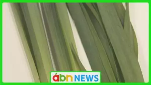 ニラか…スイセンか…見分けつきますか?「よく分からないものは採らない、食べない、売らない、そして人にあげない」【長野】