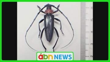 果樹などへの被害懸念 特定外来生物「クビアカツヤカミキリ」が県内で生息拡大 阿部知事「早期防除が必要」【長野】