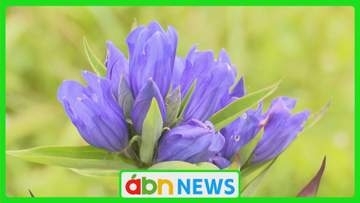 入笠湿原 約3万本のエゾリンドウ咲き始める 「母がリンドウの色が好きだった」思いはせる観光客も【長野・富士見町】