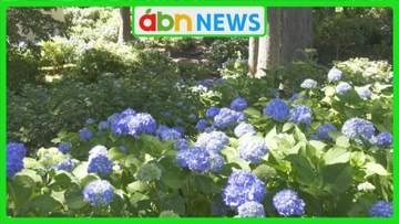 45年前から続く光景　“アジサイ寺”深妙寺で2500株が見ごろ　青や紫、色鮮やかな花が境内を彩る【長野・伊那市】