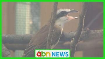 早ければ2026年に〝絶滅〟恐れも…全国で200羽ほどしか生息せず 貴重な「アカモズ」を一般公開【長野・飯田市】