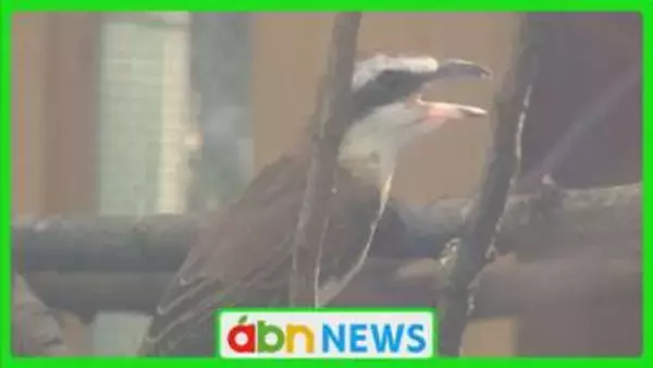 早ければ2026年に〝絶滅〟恐れも…全国で200羽ほどしか生息せず 貴重な「アカモズ」を一般公開【長野・飯田市】