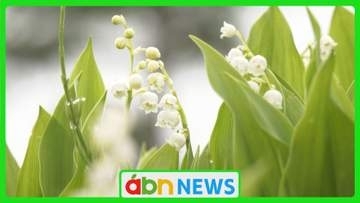 標高1800メートル…ゴンドラで行く天空の花園　真っ白なスズラン20万本が高原を彩る【長野・富士見町】