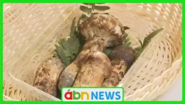 直売所に旬の香り！例年より早いマツタケ初出荷　お盆の雨と冷え込みで生育順調【長野・長和町】