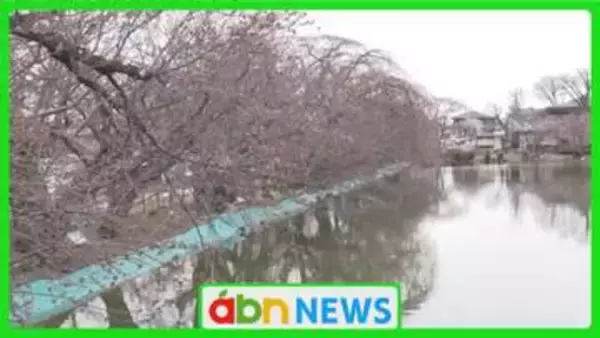 「信州の桜前線北上中！竜ケ池を彩る160本のソメイヨシノ　臥竜公園で春の訪れを告げる開花宣言【長野・須坂市】」の画像