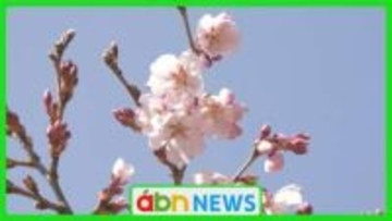 ピンク色鮮やかに…「天下第一の桜」高遠城址公園で記録的な早さのタカトオコヒガンザクラが開花
