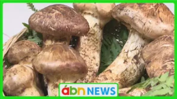 県内マツタケ 生産量速報値では『不作』明らかに…平年値の半分以下 「非常にもどかしい1年に」【長野】