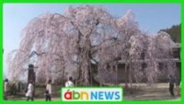 20℃超予想…各地で気温上昇 〝唯一無二〟のシダレザクラも見頃に【長野・飯田市】