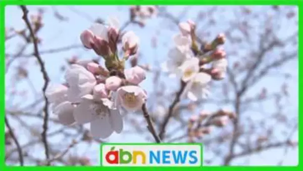 「春になったとしみじみと」小諸城址懐古園で桜の開花宣言【長野・小諸市】