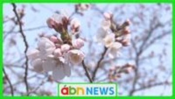 「春になったとしみじみと」小諸城址懐古園で桜の開花宣言【長野・小諸市】