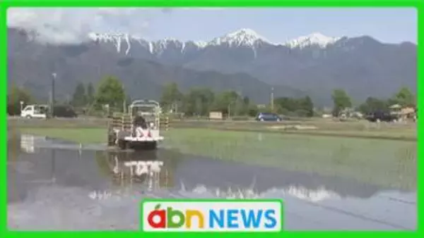 安曇野でコシヒカリの田植えスタート　暖かい気候で苗の成長が例年より順調　収穫は9月見込み【長野】