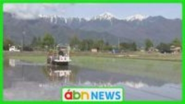 安曇野でコシヒカリの田植えスタート　暖かい気候で苗の成長が例年より順調　収穫は9月見込み【長野】