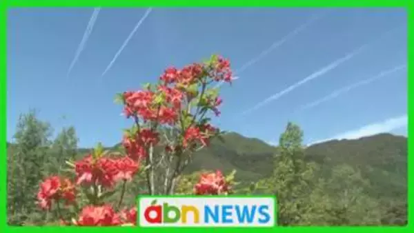 青空と新緑に映える鮮やかなレンゲツツジ　治部坂高原で約1000株が満開【長野・阿智村】