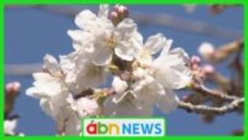 信州でも桜前線北上開始！気温上昇で一気に　南信州・天龍村でソメイヨシノの開花宣言　昨年より11日早く見頃へ【長野】