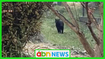 11月だけで135件の目撃情報　県内里地にクマが続々出没　人身被害も増加傾向で注意呼びかけ【長野】