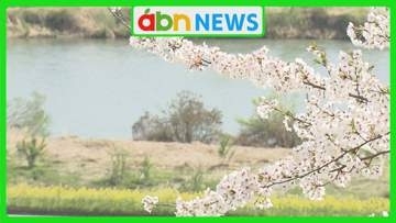 例年より早い春の訪れ　飯山城址公園で350本の桜が見頃　千曲川沿いの菜の花と織りなす春の二重奏も【長野・飯山市】