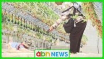 愛犬と一緒に楽しむ春の味覚　佐久市の農園で限定イチゴ狩りイベントが大盛況【長野】