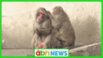 「世界サルの日」に…動物園で開かれたイベントは〝ボスザルを探そう〟 親子でサルへの理解を深める一日に【長野市】