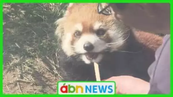 「「お別れは寂しいよ…」横浜でも元気で! レッサーパンダ『アンコ』が新天地へ【長野市】」の画像