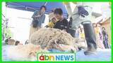 「動物園で恒例のヒツジの毛刈り体験　ゴールデンウィーク恒例イベントに子どもたち大興奮【長野・須坂市】」の画像1