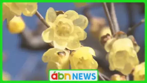 春の訪れ告げるロウバイが見頃に　厳しい寒さで例年より遅い咲き始めも香りと彩りで訪れる人々を魅了【長野・飯田市】