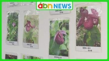幻の花アツモリソウの未来を守る　エリアを越えた3町が保全・再生のための新たな一歩【長野・富士見町】
