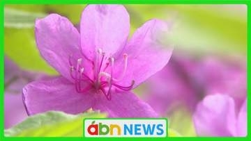 八千穂高原でトウゴクミツバツツジが見頃　白樺の新緑に映える赤紫色の花々【長野・佐久穂町】