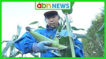 わずか20分で完売！全校児童58人が育てた甘〜いトウモロコシ440本　開店前から大行列【長野・上田市】