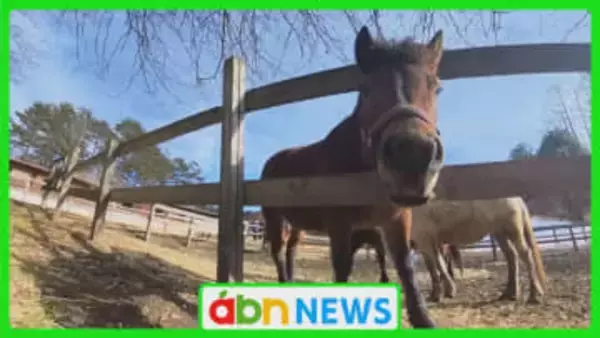 2026年の干支「午」　県内の午年生まれは総人口の7.7％で十二支中で最少【長野】