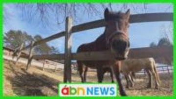 2026年の干支「午」　県内の午年生まれは総人口の7.7％で十二支中で最少【長野】