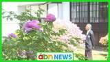 「奥村土牛記念美術館で咲き誇るボタンとフジ 画伯が愛した春の庭が見頃【長野・佐久穂町】」の画像1
