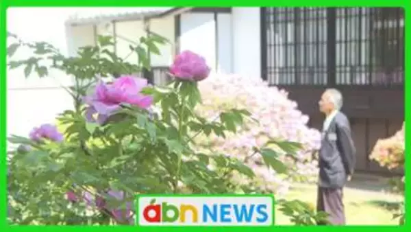 奥村土牛記念美術館で咲き誇るボタンとフジ 画伯が愛した春の庭が見頃【長野・佐久穂町】