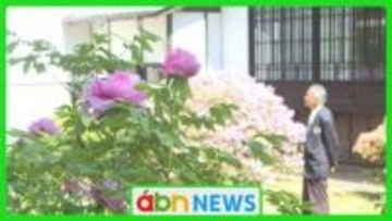 奥村土牛記念美術館で咲き誇るボタンとフジ 画伯が愛した春の庭が見頃【長野・佐久穂町】